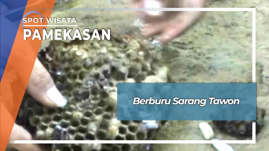 Berburu Sarang Tawon Hingga Jatuh Ke Sungai Blumbungan Pamekasan