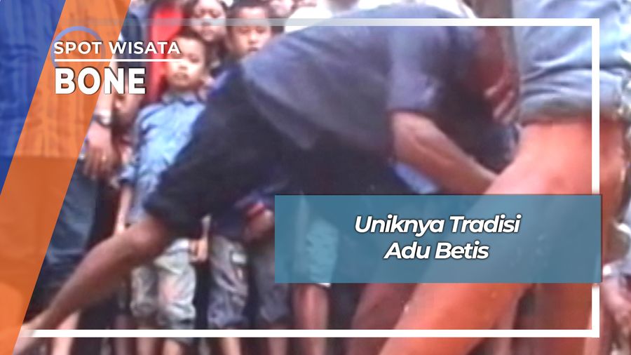 Uniknya Mallannca, Tradisi Adu Betis Desa Samaelo Barebbo Bone 