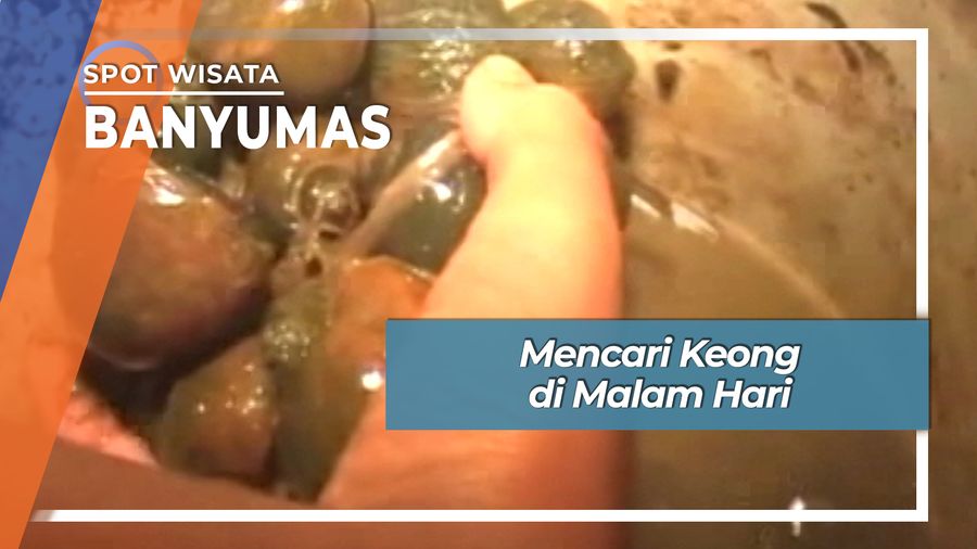 Serunya Berburu Keong Malam Hari di Kracak Ajibarang Banyumas