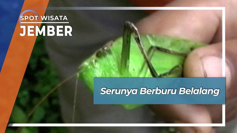 Serunya Berburu Belalang di Desa Panduman Jelbuk Jember