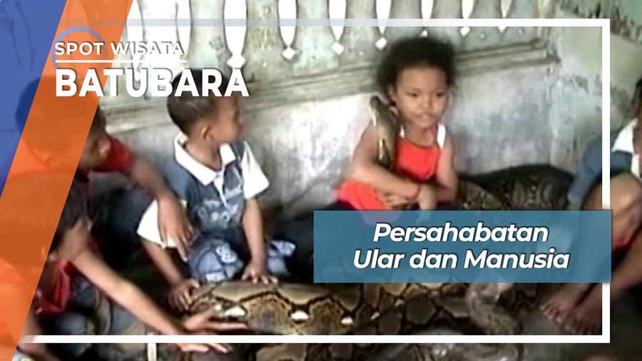 Bersahabat Koko dan Rocky, Dua Phyton Raksasa dari Kabupaten Batubara