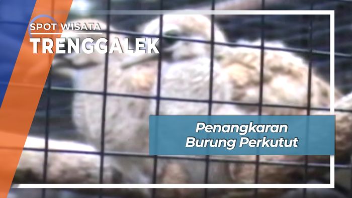 Penangkaran Perkutut, Trenggalek