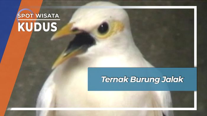 Ternak Burung Jalak, Kudus