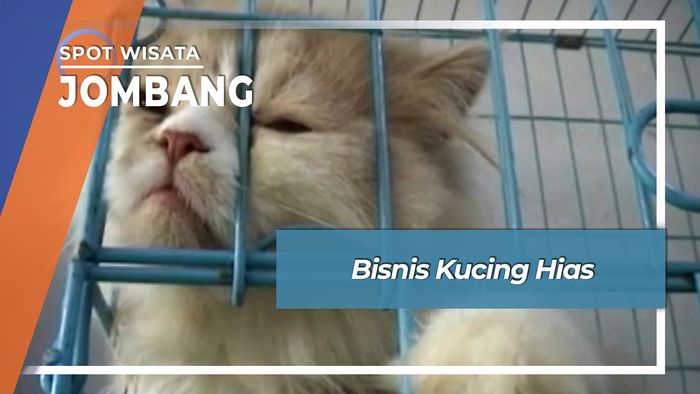 Bisnis Kucing Hias, Jombang