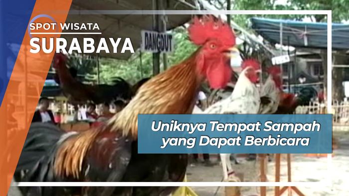Meriahnya Kontes Suara Ayam, Makassar.
