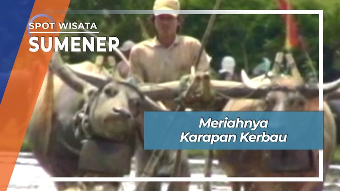 Meriahnya Karapan Kerbau, Sumenep