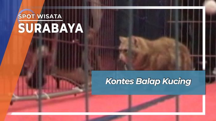 Kontes Balap Kucing, Surabaya.  