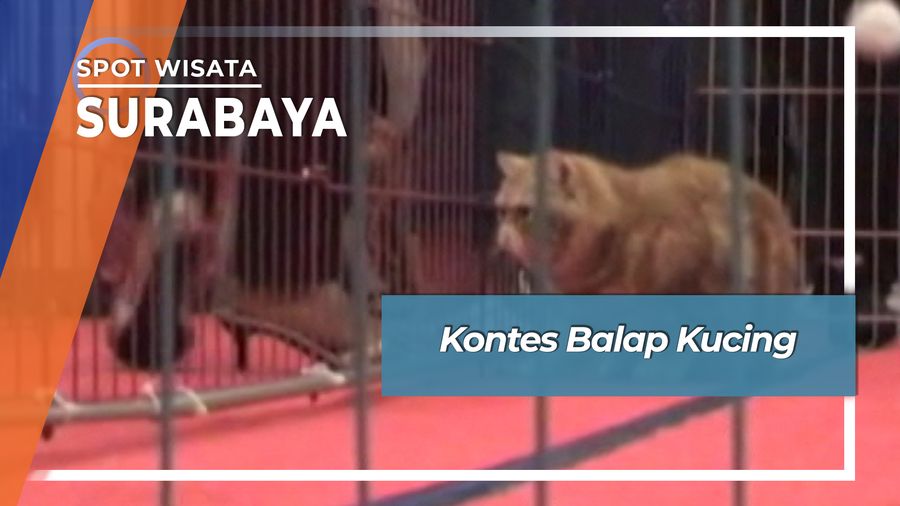 Kontes Balap Kucing, Surabaya.  