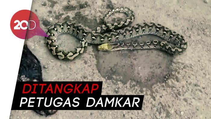 Ini Ular Sanca 2,5 Meter Pemangsa Ayam Warga di Mamuju