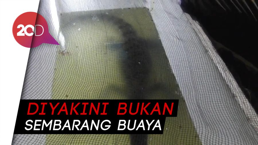 Anak Buaya di Polewali Diselamatkan Warga, Diyakini Sebagai Kerabat
