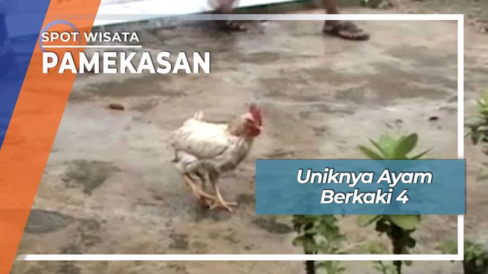 Uniknya Ayam Berkaki Empat Desa Tentenan Larangan Pamekasan