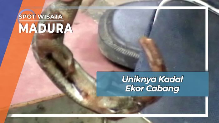 Uniknya Kadal Ekor Cabang Pasar 17Agustus Pamekasan  