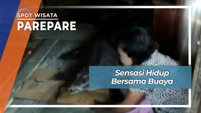 Uniknya Hidup Bersama Buaya Berjari Lima Parepare