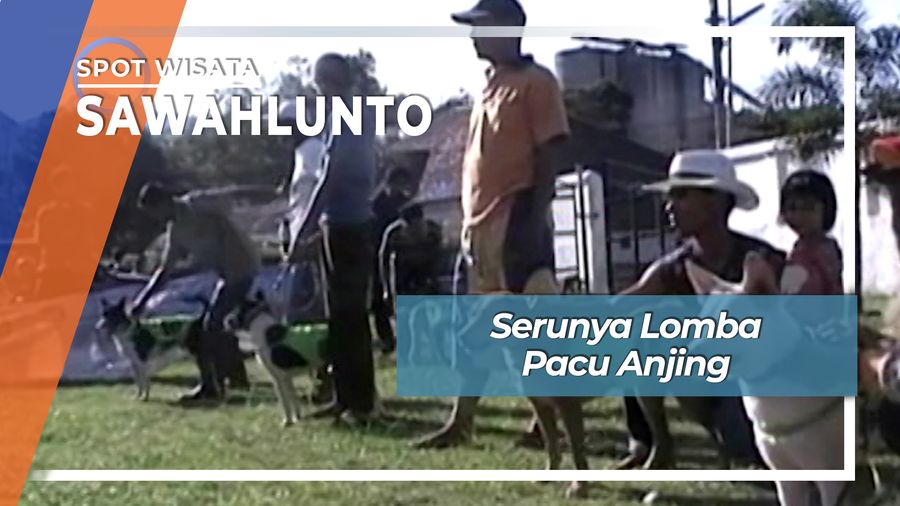 Serunya Lomba Pacu Anjing Lapangan Ombilin Sawahlunto