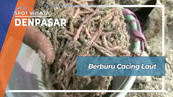 Berburu Cacing Laut Denpasar