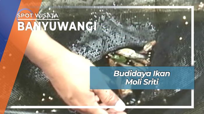 Ikan Moli Sriti, Spa Fish Lokal Asal Banyuwangi