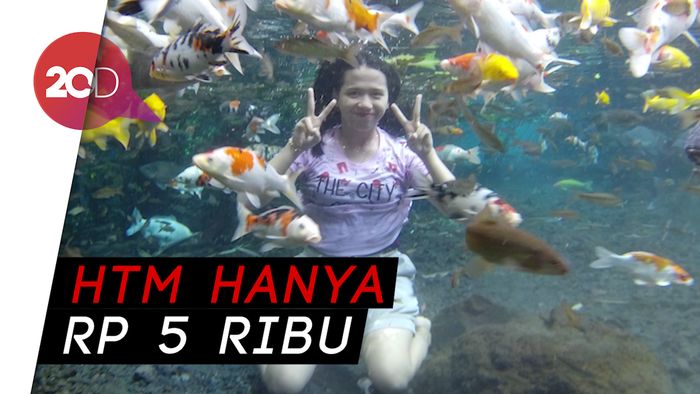 Asyiknya Swafoto Underwater bareng Ikan-ikan di Lumajang