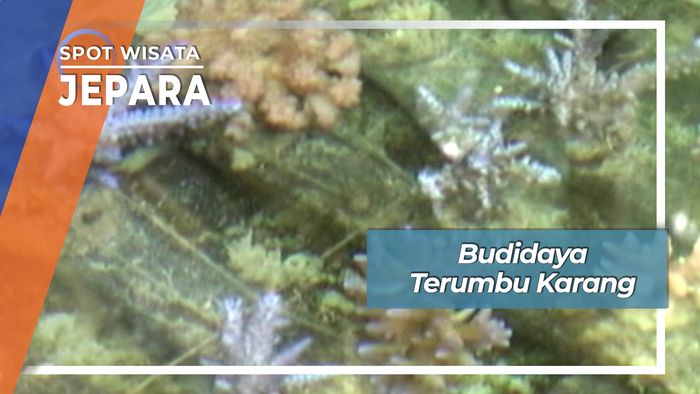 Budidaya Terumbu Karang Karimun Jawa Jepara 