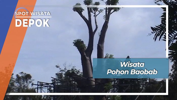 Baobab, Pohon Abadi Berukuran Raksasa di Depok