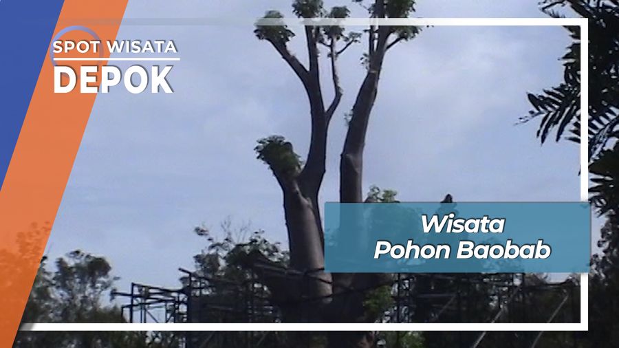 Baobab, Pohon Abadi Berukuran Raksasa di Depok