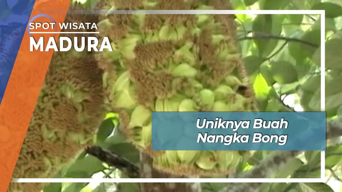 Uniknya Nangka Bong, Berbuah Hingga Bijinya Keluar di Desa Dasok Pademawu Pamekasan