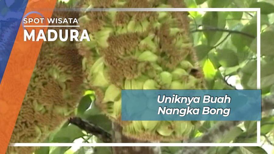 Uniknya Nangka Bong, Berbuah Hingga Bijinya Keluar di Desa Dasok Pademawu Pamekasan