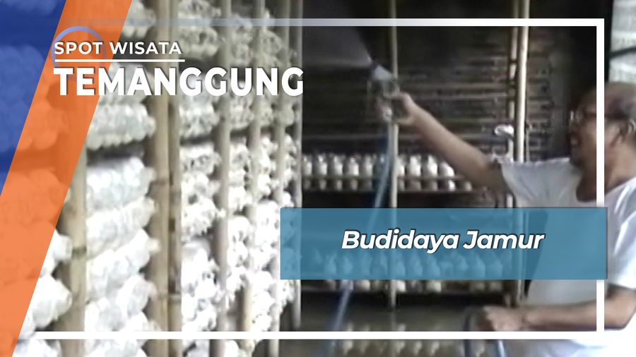 Budidaya Jamur Tiram dan Kuping di Desa Maron Kedu Temanggung