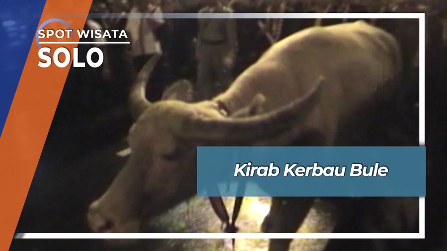 Kirab Kerbau Bule, Solo