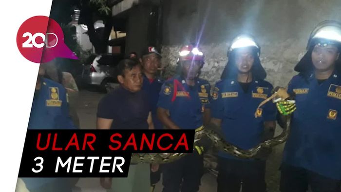 Damkar Tangkap Ular Sanca 3 Meter di Gorong-gorong Jaktim