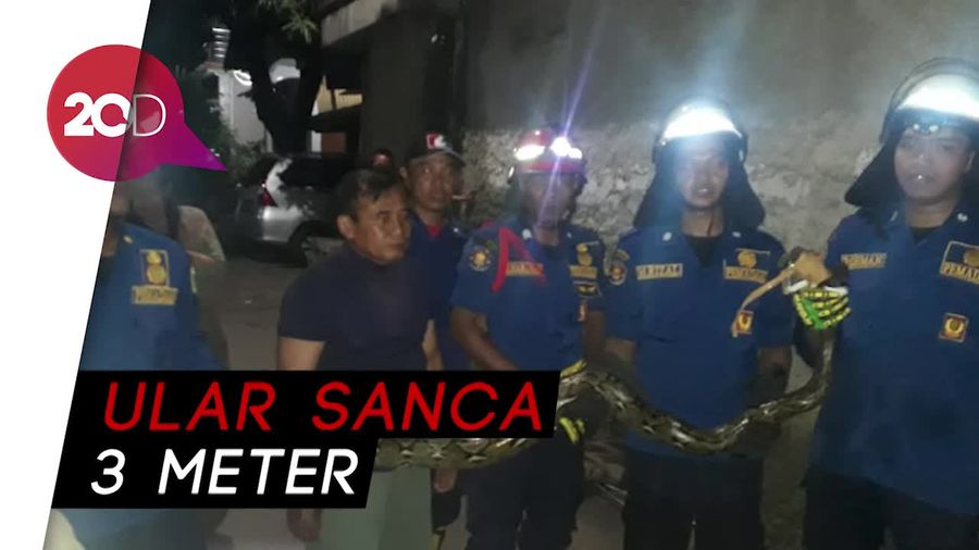 Damkar Tangkap Ular Sanca 3 Meter di Gorong-gorong Jaktim