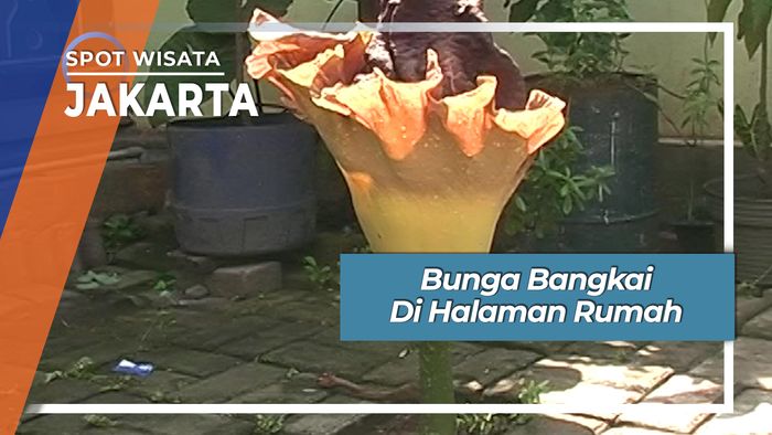 Penemuan Bunga Bangkai di Halaman Rumah Jakarta