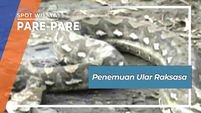 Penemuan Ular Raksasa di Kebun Desa Cupa Mallusetasi Pare-pare