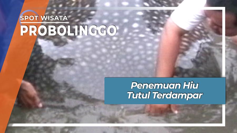 Penemuan Hiu Tutul Terdampar di Pantai Pajarakan Probolinggo