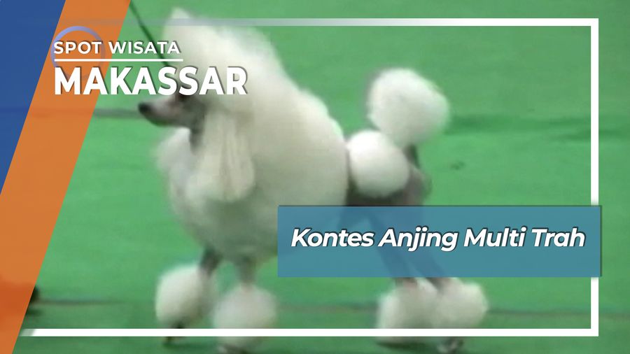 Kontes Anjing Multi Trah Makassar