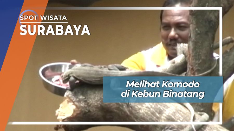 Melihat Komodo di Kebun Binatang Surabaya