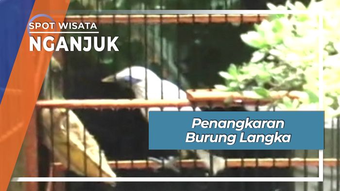 Penangkaran Burung Langka, Nganjuk