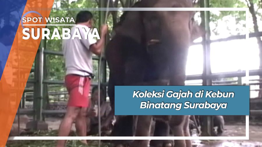 Koleksi Gajah di Kebun Binatang Surabaya, Surabaya