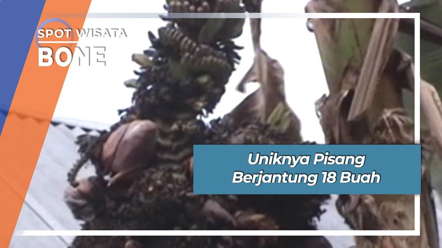 Uniknya Pisang Berjantung 18 Buah Kelurahan Bajoe Bone