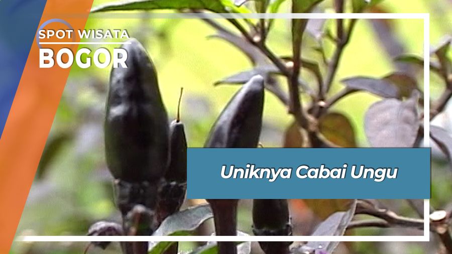 Uniknya Cabai Ungu Cileungsi Bogor Jawa Barat