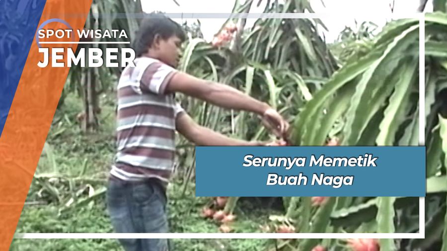 Serunya Memetik Buah Naga Puncak Rembangan Kemuning Lor Jember