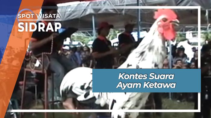 Kontes Suara Ayam Ketawa Sidrap Sulawesi Selatan