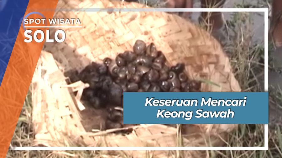 Serunya Berburu Keong Sawah Desa Nusukan Banjarsari Solo