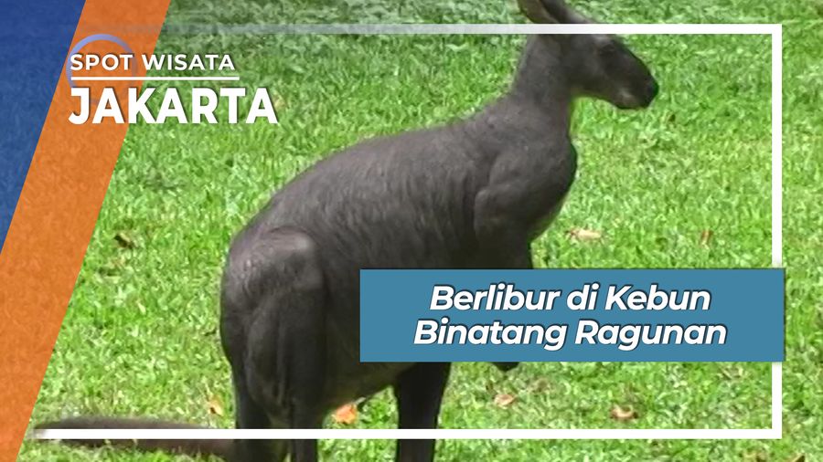 Jalan-jalan Seru di Kebun Binatang Ragunan Jakarta Selatan