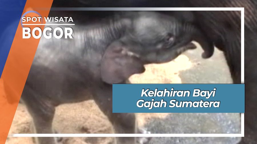 Bayi Gajah Sumatera di Cisarua Bogor Jawa Barat