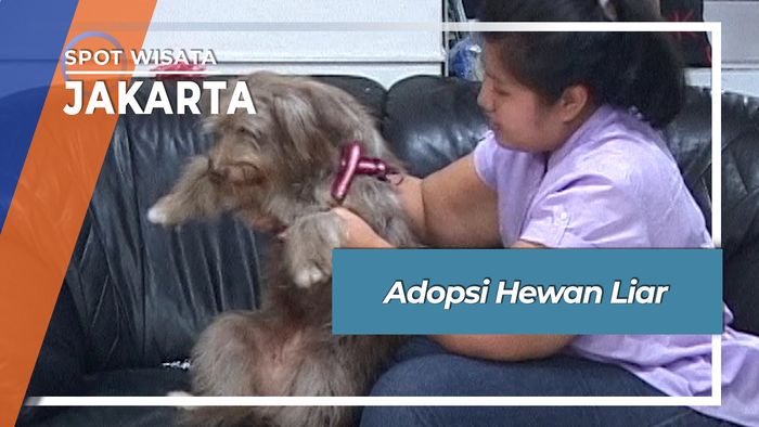 Berburu Hewan Liar Dan Terlantar  Jakarta