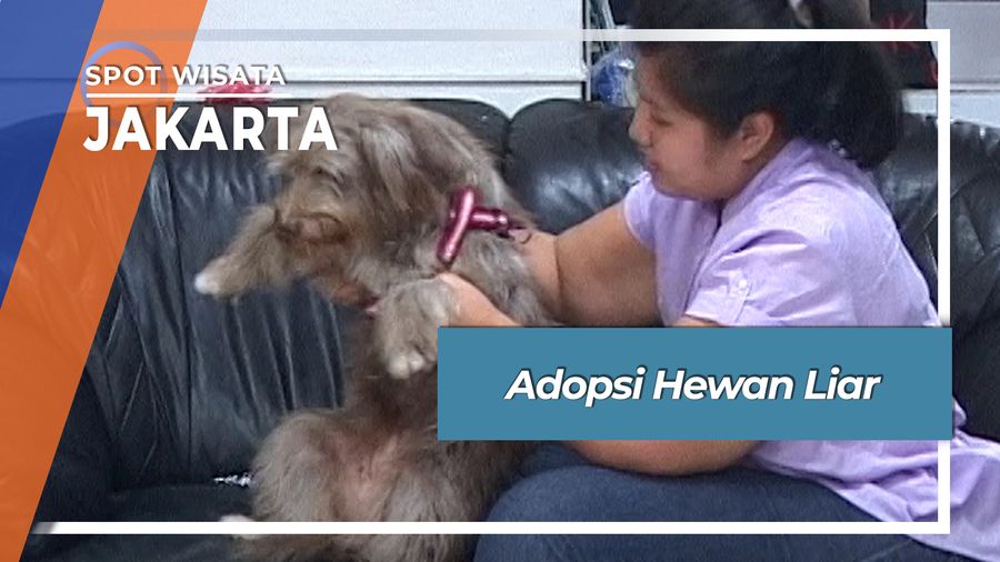 Berburu Hewan Liar Dan Terlantar  Jakarta