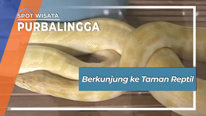 Berkunjung ke Taman Reptil, Purbalingga