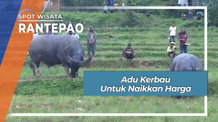 Adu Kerbau Untuk Naikkan Harga, Rantepao
