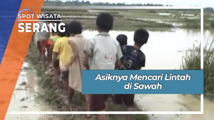 Asiknya Mencari Lintah di Sawah, Serang