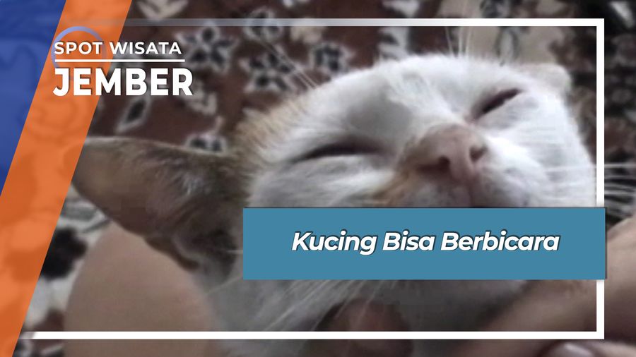 Kucing Bisa Berbicara, Jember